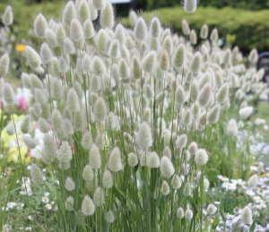 ラ グラスは意外に栽培が難しかったけどドライフラワー作りに成功 花の栽培から楽しむドライフラワー作り