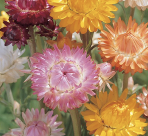 帝王貝細工の花を栽培してシリカゲルでドライフラワーにしてみた 花の栽培から楽しむドライフラワー作り