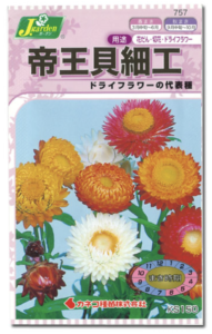 帝王貝細工の花を栽培してシリカゲルでドライフラワーにしてみた 花の栽培から楽しむドライフラワー作り