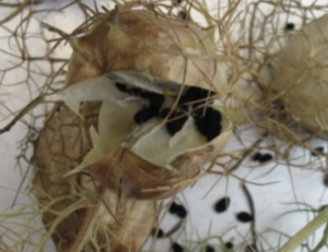 ニゲラを栽培してドライフラワーにしてみたけど 花の栽培から楽しむドライフラワー作り