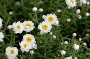 花かんざしは咲いた時点でドライフラワーのような花 アレンジメントを陰で引き立てる名脇役 花の栽培から楽しむドライフラワー作り